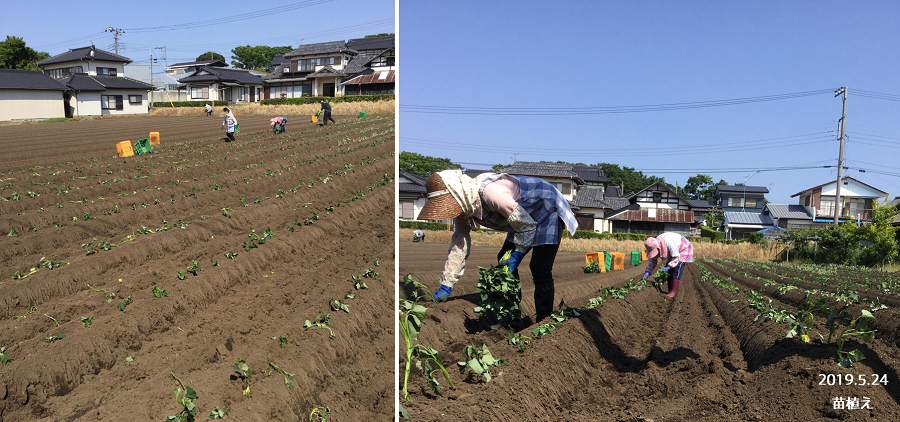 干し芋苗植えの様子