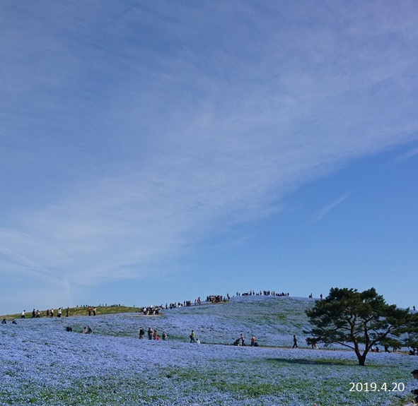 ひたち海浜公園ネモフィラの様子2019.4