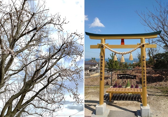 マルヒの干しいも直売所の桜の開花状況とほしいも神社