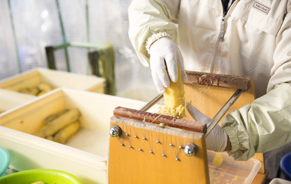 蒸かしたいもを干し芋用に裁断