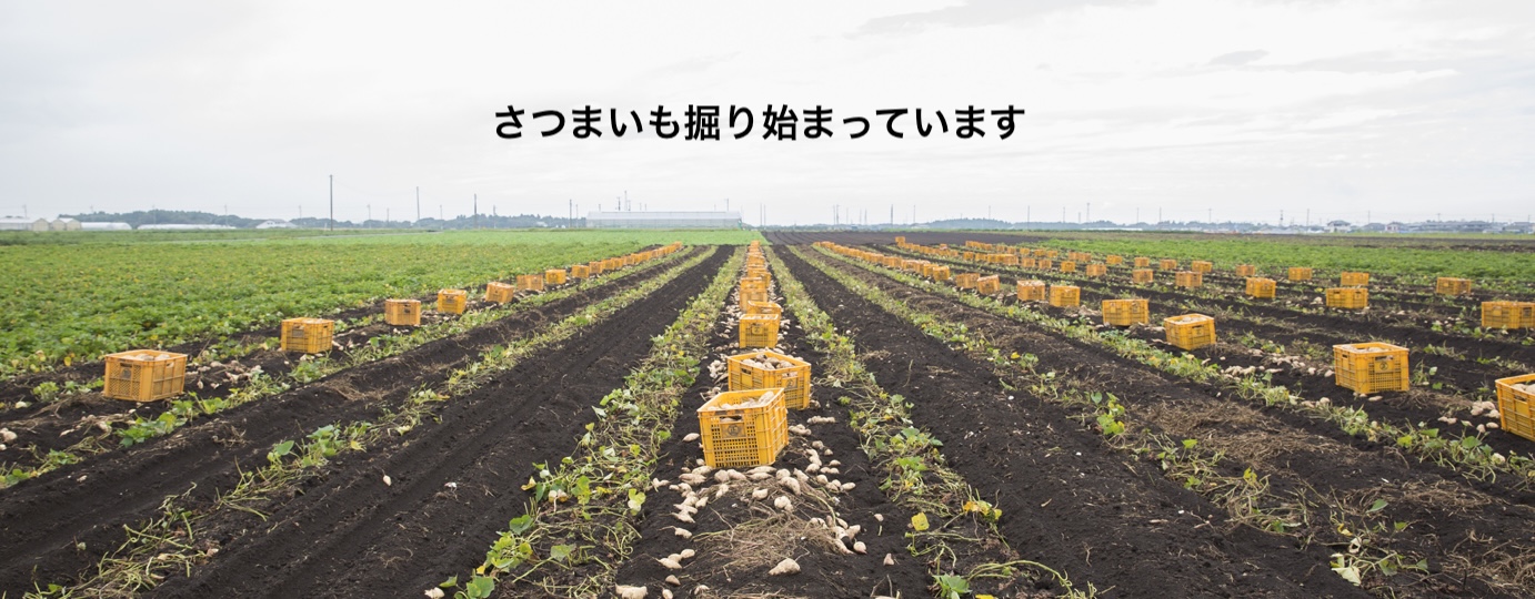 さつまいも掘り始まってます
