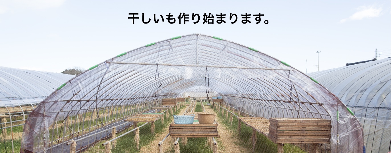 さつまいも掘り始まってます